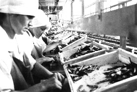 NZ1_1.JPG (19616 BYTES)