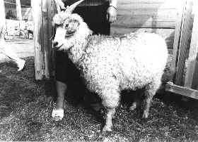 SP4_4.JPG (24372 BYTES)