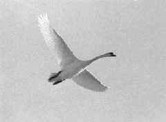 info5_1.JPG (21634 bytes)