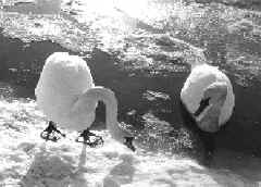 info5_3.JPG (37107 bytes)