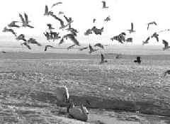 info5_4.JPG (31512 bytes)