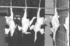 P17.JPG (9411 BYTES)