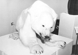 G1.JPG (15097 BYTES)