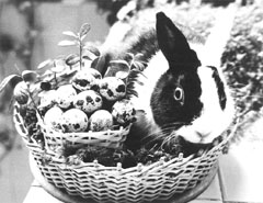 TRUSIS.JPG (23697 BYTES)