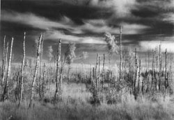 BI8.JPG (16307 BYTES)