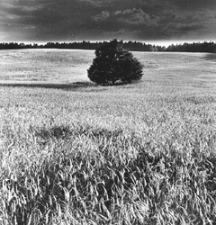 LAUKS.JPG (36440 BYTES)