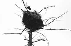 C9.JPG (13341 BYTES)