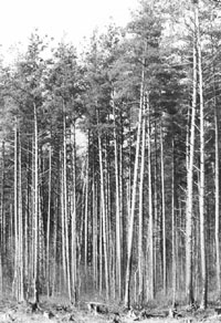 MM1.JPG (29634 BYTES)