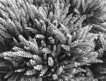 GRAUDINI.JPG (47689 BYTES)