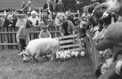 V13.JPG (27031 BYTES)