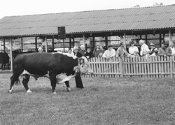 V9.JPG (25710 BYTES)