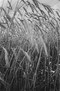 S1.JPG (39046 BYTES)