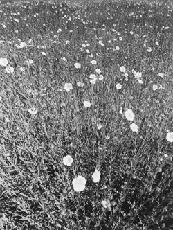 LI1.JPG (61746 BYTES)