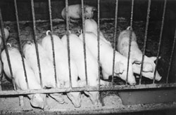 Z2.JPG (16606 BYTES)