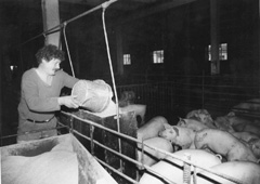 N2.JPG (19698 BYTES)