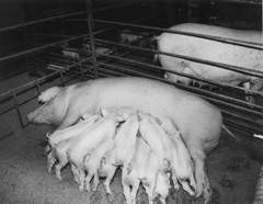 SIVENI.JPG (21491 BYTES)