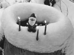 VECITIS.JPG (17196 BYTES)