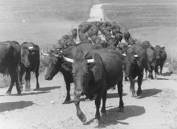 GOVIS.JPG (21710 BYTES)