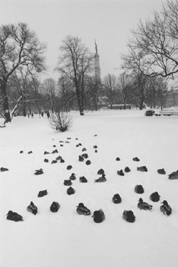 VI1.JPG (34130 BYTES)