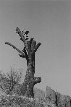 VI3.JPG (14999 BYTES)