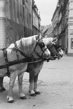 VI3.JPG (41005 BYTES)