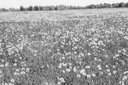 6M.JPG (30565 BYTES)