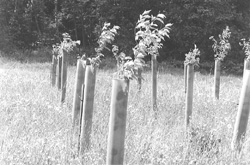 MEZ9.JPG (26729 BYTES)