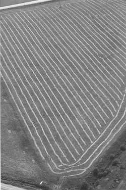 DAU1.JPG (55426 BYTES)