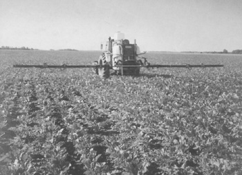 BIETES.JPG (42791 BYTES)