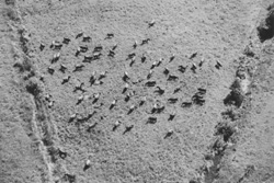 VI3.JPG (28997 BYTES)