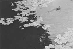 VI2.JPG (18428 BYTES)