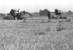 T1.JPG (24319 BYTES)