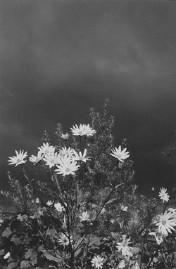 MI6.JPG (37379 BYTES)