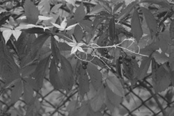 MI7.JPG (22507 BYTES)