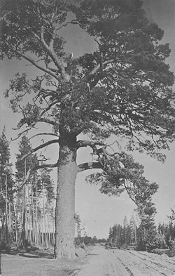 SP15.JPG (55421 BYTES)