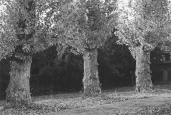 MI1.JPG (26461 BYTES)