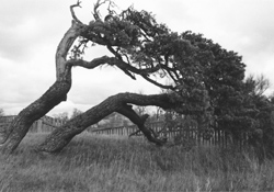 P2.JPG (28358 BYTES)