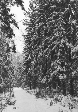 EGLES.JPG (58657 BYTES)