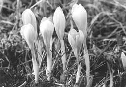 A2.JPG (28719 BYTES)