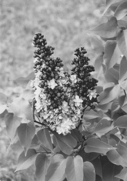 U10.JPG (38662 BYTES)