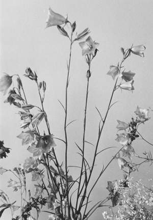 PU3.JPG (51635 BYTES)