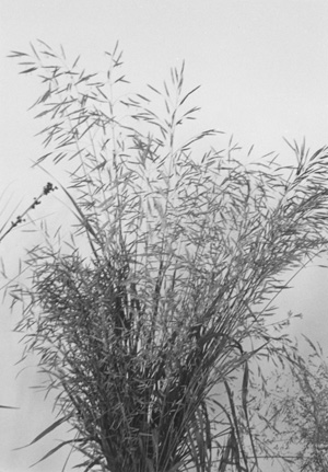 XX.JPG (60588 BYTES)