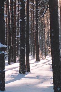 KOKI.JPG (25374 bytes)