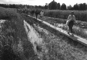 ARAISI11.JPG (19867 bytes)