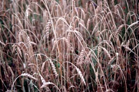 LABIB1.JPG (32019 bytes)