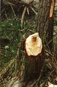 POLDERI02.JPG (48581 bytes)