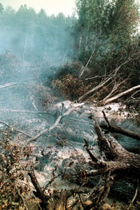 MEZS.JPG (32168 bytes)