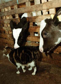 GOVIS.JPG (30814 bytes)