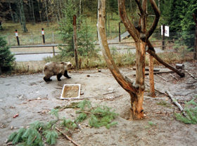 LACIS.PNG (142008 bytes)