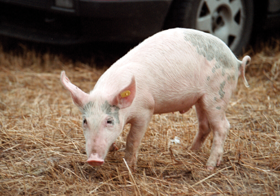 SIVENS.PNG (115222 bytes)